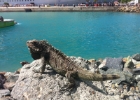 oasis of the seas - 067  iguanas on the pier at Charlotte Amalie, St Thomas